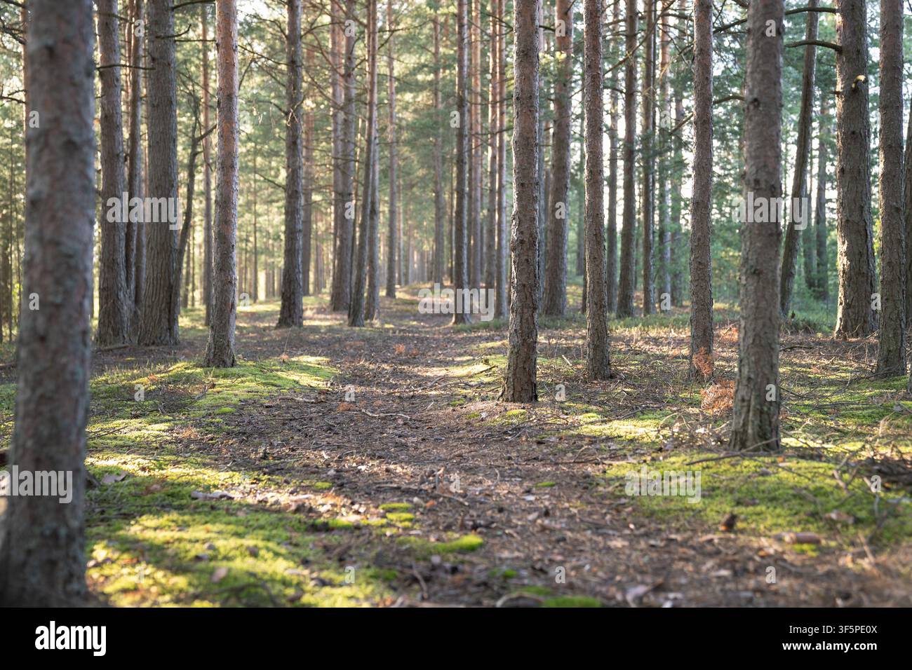Chemin étroit à travers une forêt d'été avec des rangées de pins, sentier dans les bois avec de la mousse verte Banque D'Images