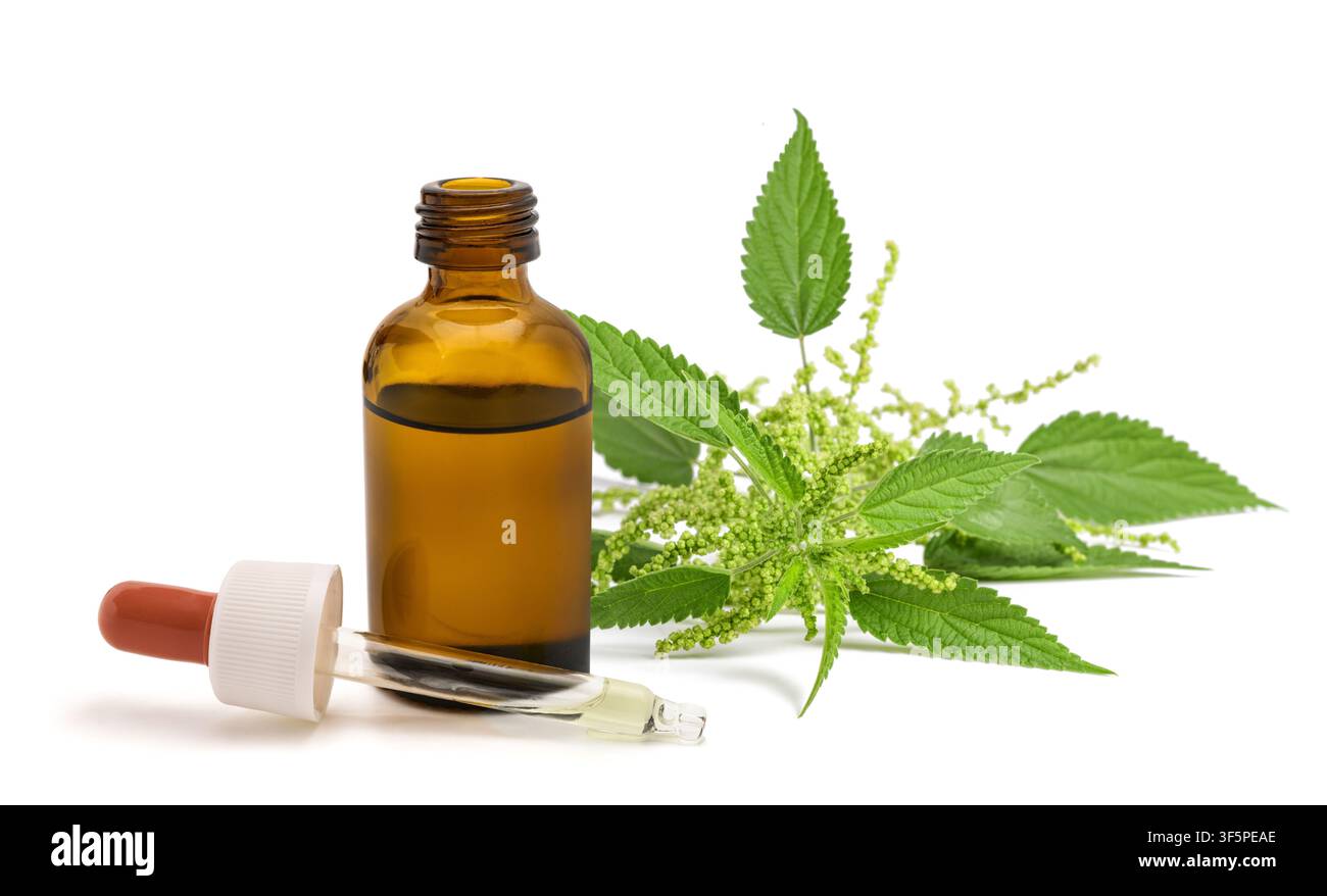 Pleineur de ortie fleurie avec un compte-gouttes en verre et une bouteille isolés sur fond blanc. Médecine à base de plantes, extrait naturel, phytothérapie, essences Banque D'Images