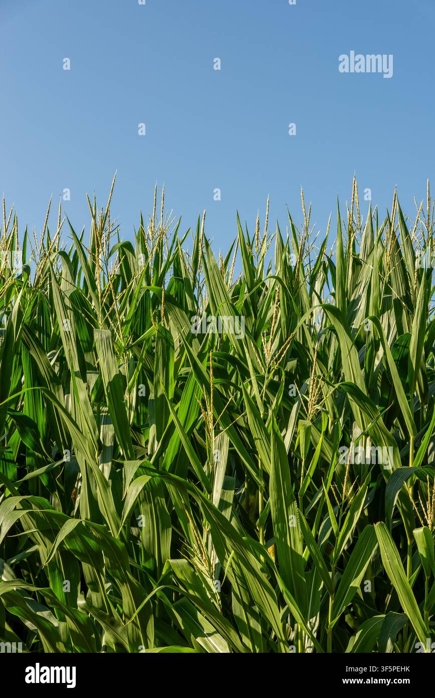Plantes de maïs vertes et luxuriantes poussant dans un champ agricole sous un ciel bleu clair d'été, avec des tiges hautes, de larges feuilles et des épis en développement. Banque D'Images