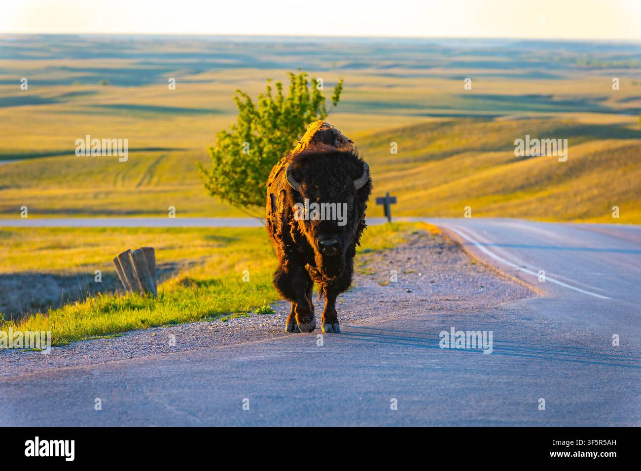 Grand bison sauvage traversant la route au parc national des Badlands, dans le Dakota du Sud, lors d'un coucher de soleil doré Banque D'Images