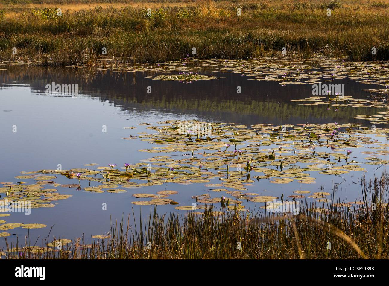 Un bassin de marais calme et isolé dans les prairies du sanctuaire de la faune de Mlilwane, Eswatini, couvert de nénuphars bleus du Cap (Nymphaea nouchali). Banque D'Images