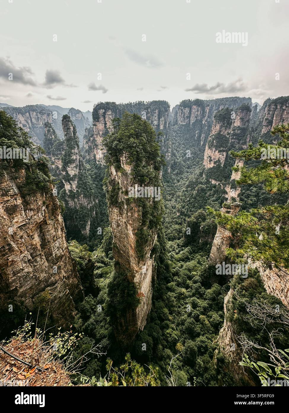Vue des imposants piliers de grès recouverts d'une végétation verte luxuriante au parc national forestier de Zhangjiajie à Zhangjiajie, Hunan, Chine. Banque D'Images