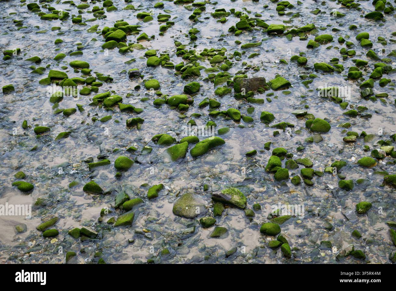 Roches couvertes de mousse verte sur le rivage à Cudillero, Espagne Banque D'Images