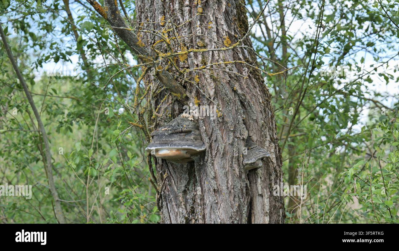 Énorme champignon poussant sur un tronc d'arbre dans la forêt Banque D'Images