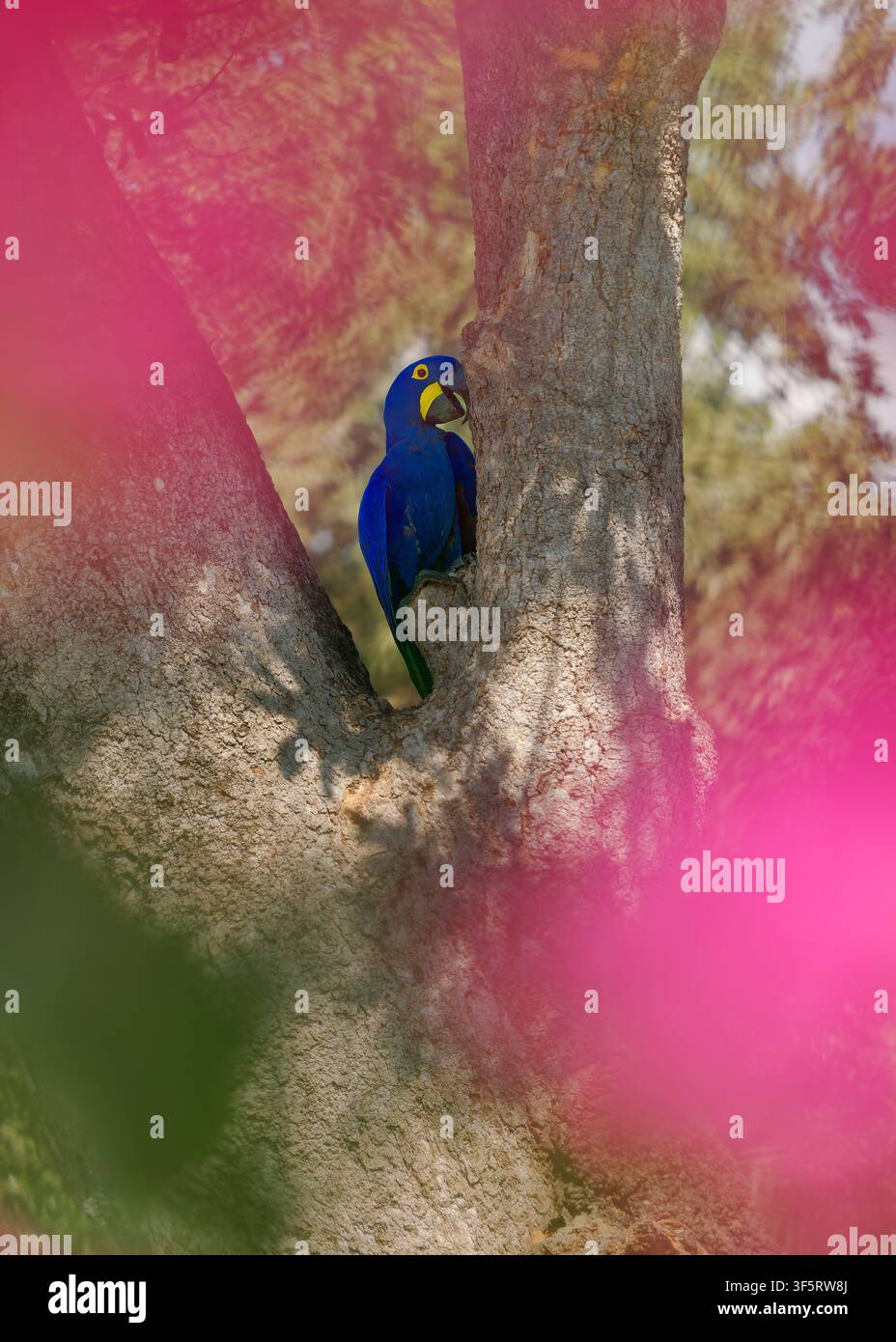 Ara hyacinthe Anodorhynchus hyacinthinus, le plus grand perroquet volant du monde, plumage bleu vif, anneau oculaire jaune, perché dans une cavité de nid dans un arbre, Pantanal Banque D'Images