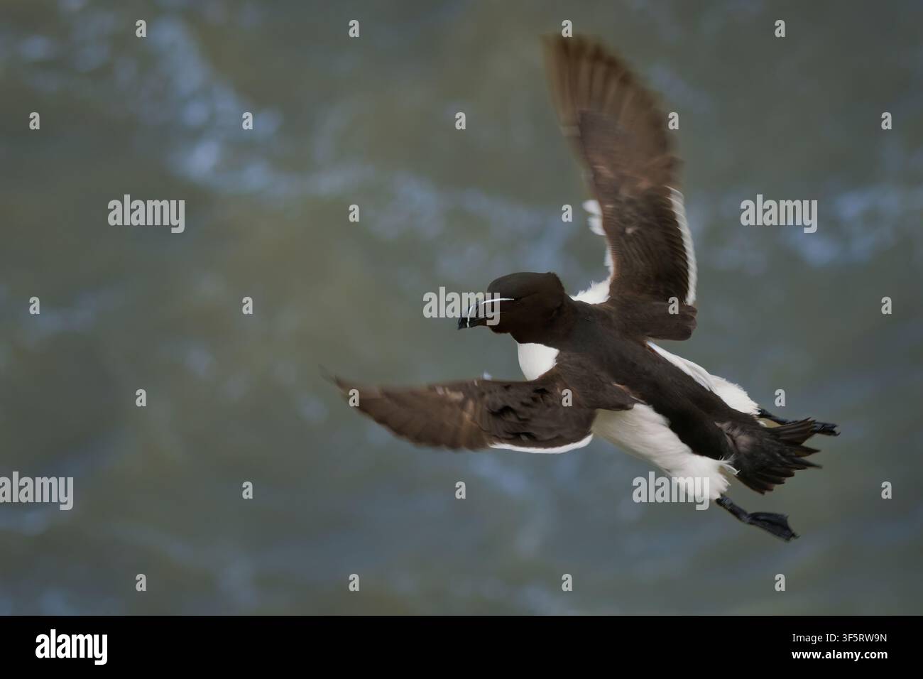 Mouette tridactyle Alca torda en vol au-dessus de la mer, bande blanche sur le bec noir épais, plumage noir et blanc, oiseau de mer plongeur profond de l'Atlantique nord, le plus proche Banque D'Images