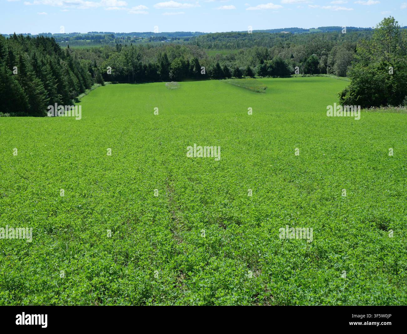 Champ de cultivateur cultivant une récolte de luzerne pour l'alimentation du bétail Banque D'Images