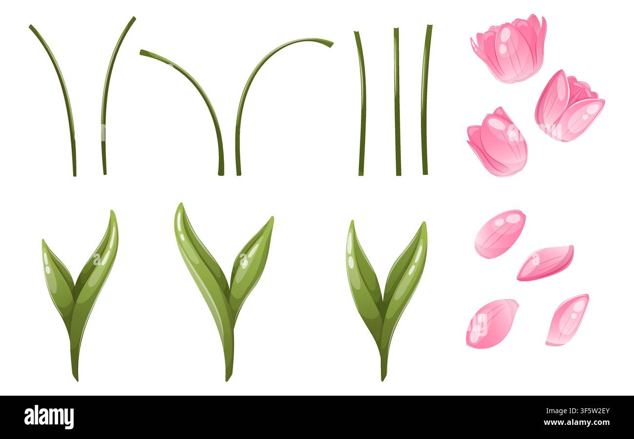 Illustration vectorielle des parties d'une fleur de tulipe Illustration de Vecteur
