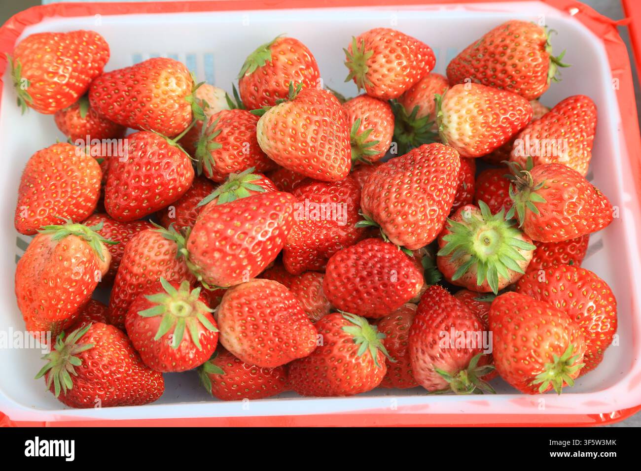Une photographie en gros plan capturant un tas généreux de fraises rouges fraîches et vives avec des calices verts, soigneusement disposées dans un plateau en plastique blanc avec re Banque D'Images
