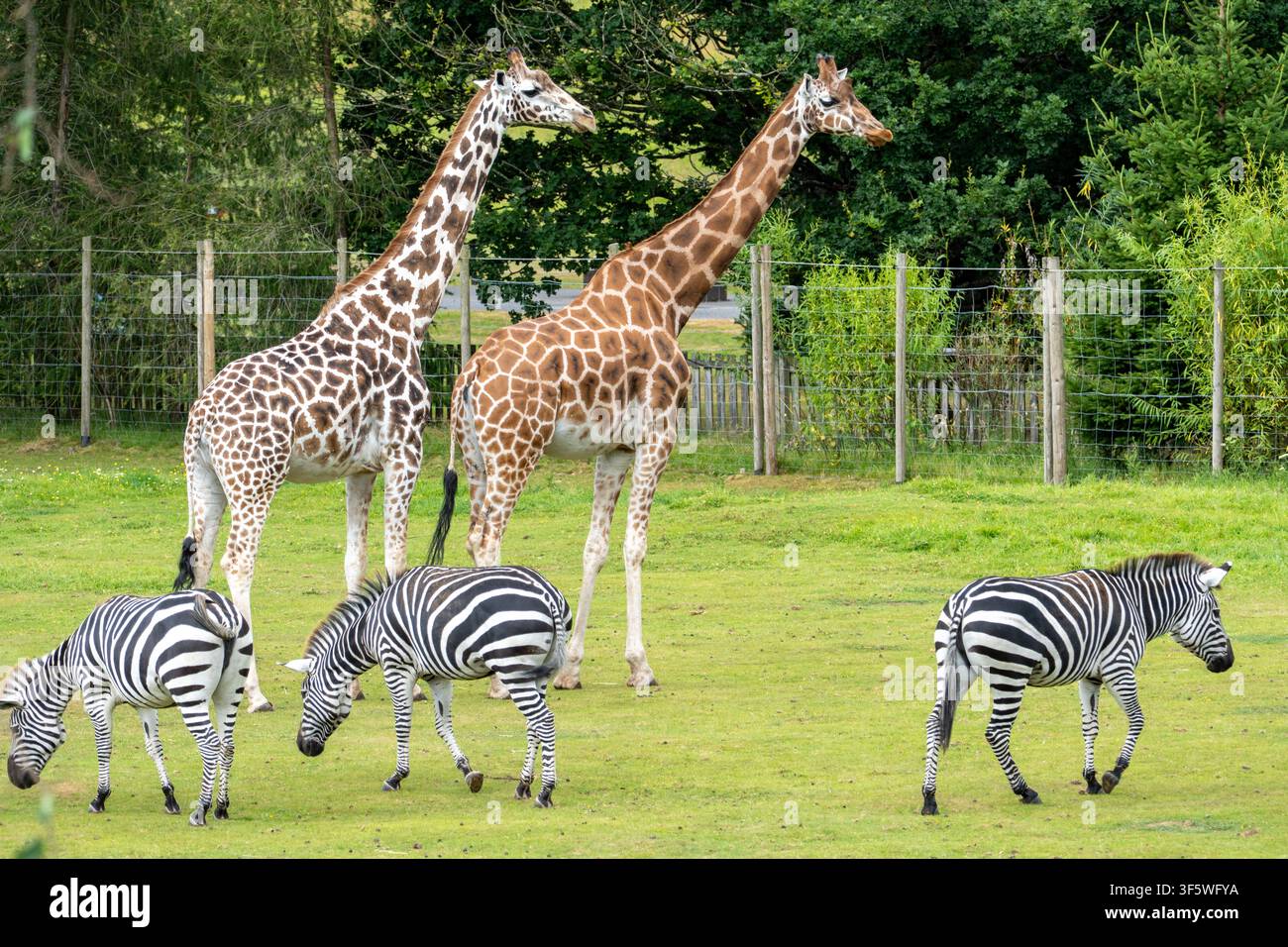 Girafes et zèbres broutant ensemble sur de l'herbe verte Banque D'Images