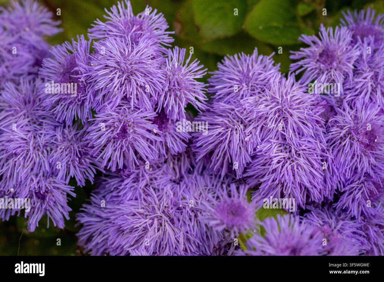 Close-Up de fleurs de floche violette en fleur Banque D'Images
