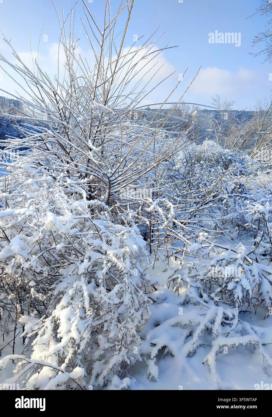 Glaçage et neige sur les branches. Branche d'herbe sèche recouverte de glace et de neige par une journée d'hiver ensoleillée. Branches recouvertes de neige après une chute de neige. Branches gelées. Fond naturel Fond de nature Banque D'Images