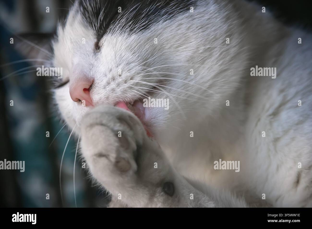 Gros plan d'un chat noir et blanc léchant sa patte Banque D'Images