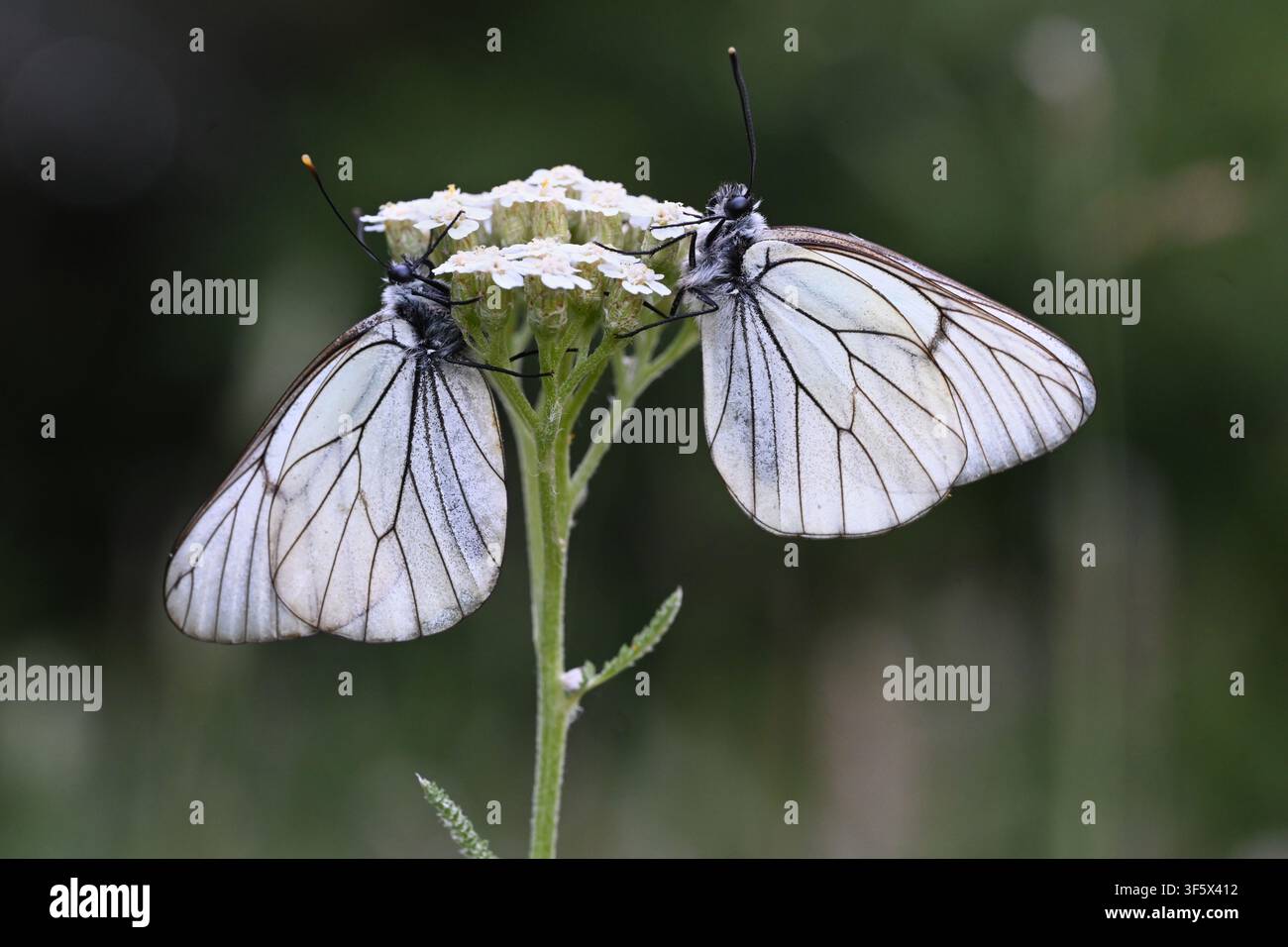 Paire ou couple de papillons blancs à nervures noires, Aporia crataegi, sur achillée ou achillée mille-feuilles, Achillea millefolium Banque D'Images