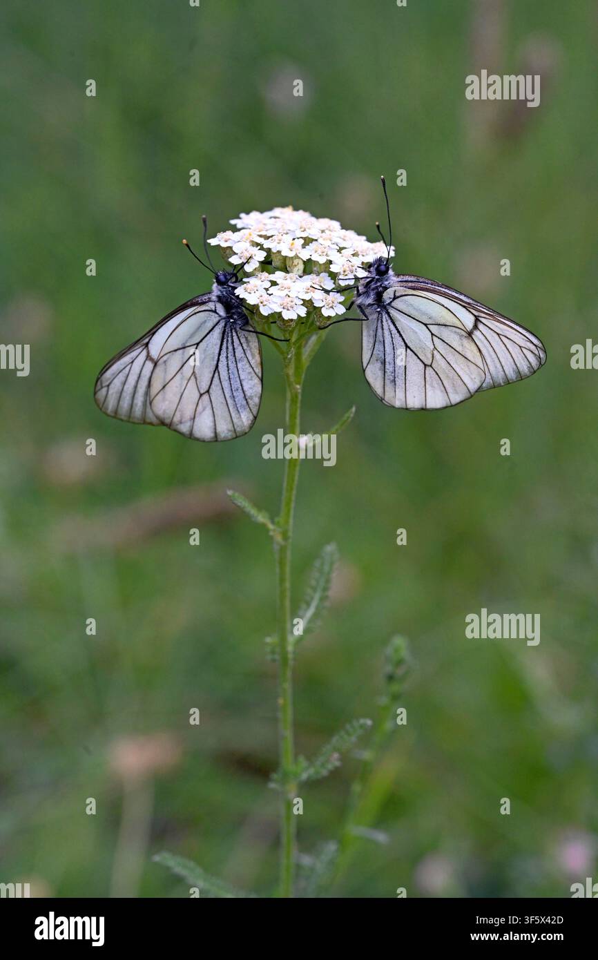 Paire ou couple de papillons blancs à nervures noires, Aporia crataegi, sur achillée ou achillée mille-feuilles, Achillea millefolium Banque D'Images