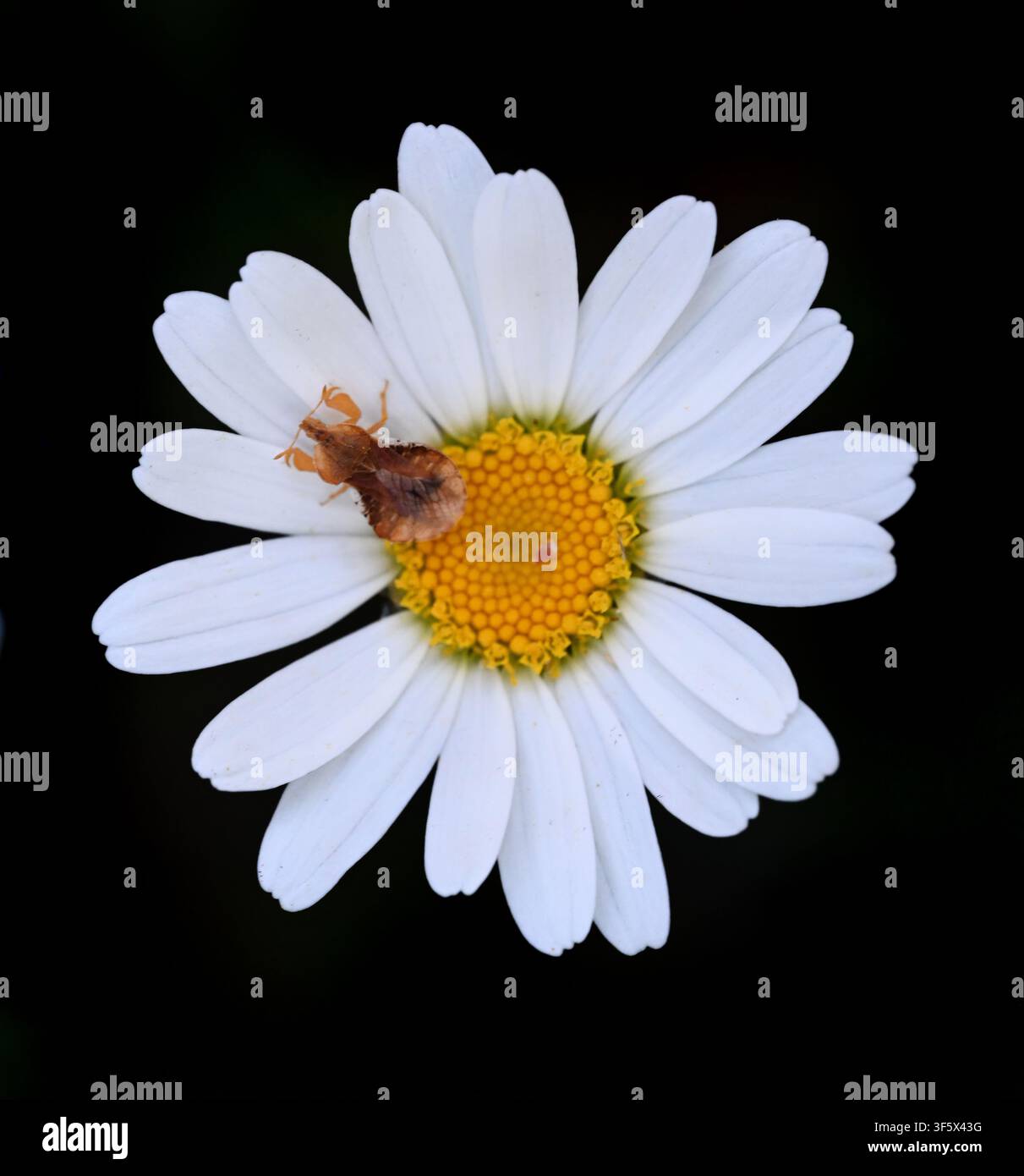 Fleur blanche de Marguerite, Marguerite des chiens ou Marguerite à gros yeux, Leucanthemum vulgare, et femelle de Phymata crassipes, Bug assassin ou insecte sur fond noir Banque D'Images