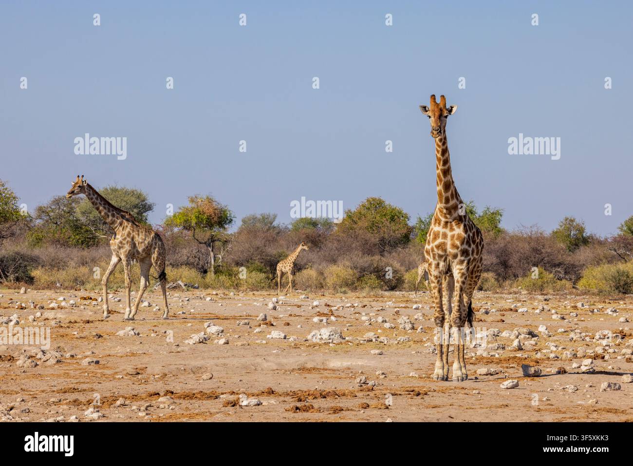 Girafes dans un point d'eau dans le parc national d'Etosha, Namibie, Afrique Banque D'Images