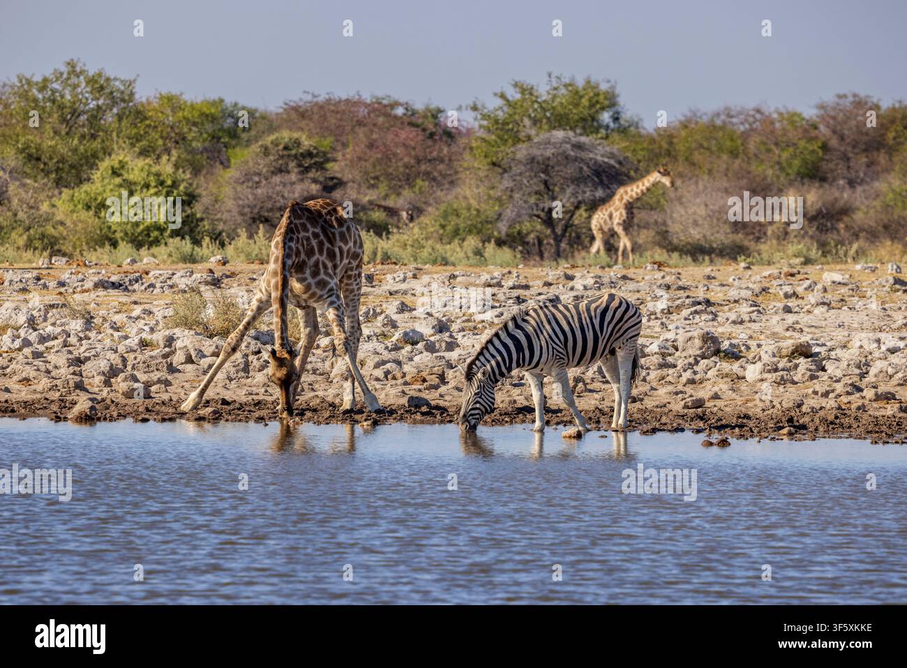 Une girafe et un zèbre à un point d'eau dans le parc national d'Etosha, Namibie, Afrique Banque D'Images