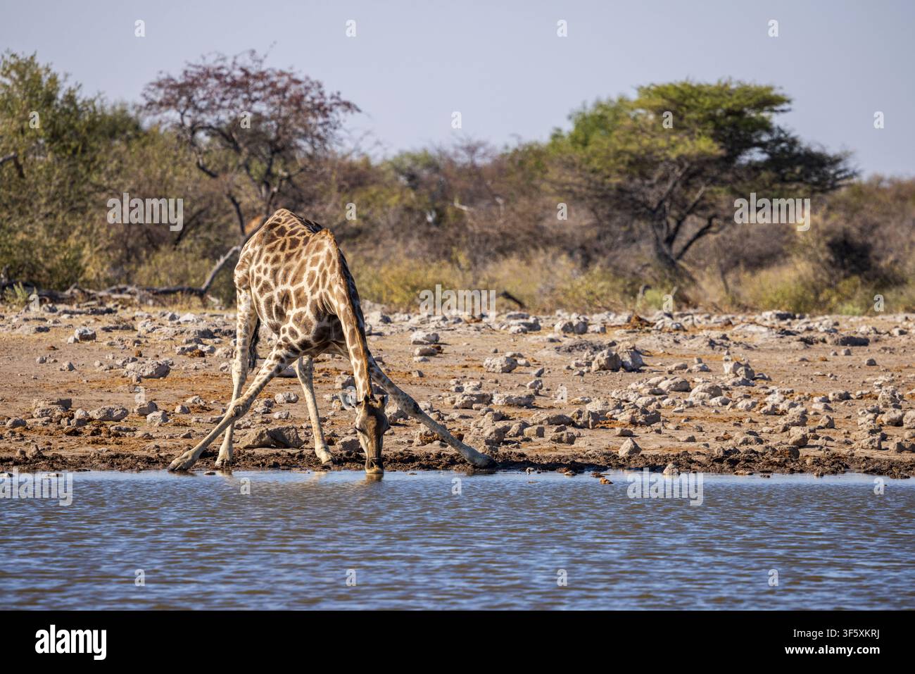Une girafe buvant à un point d'eau dans le parc national d'Etosha, Namibie, Afrique Banque D'Images