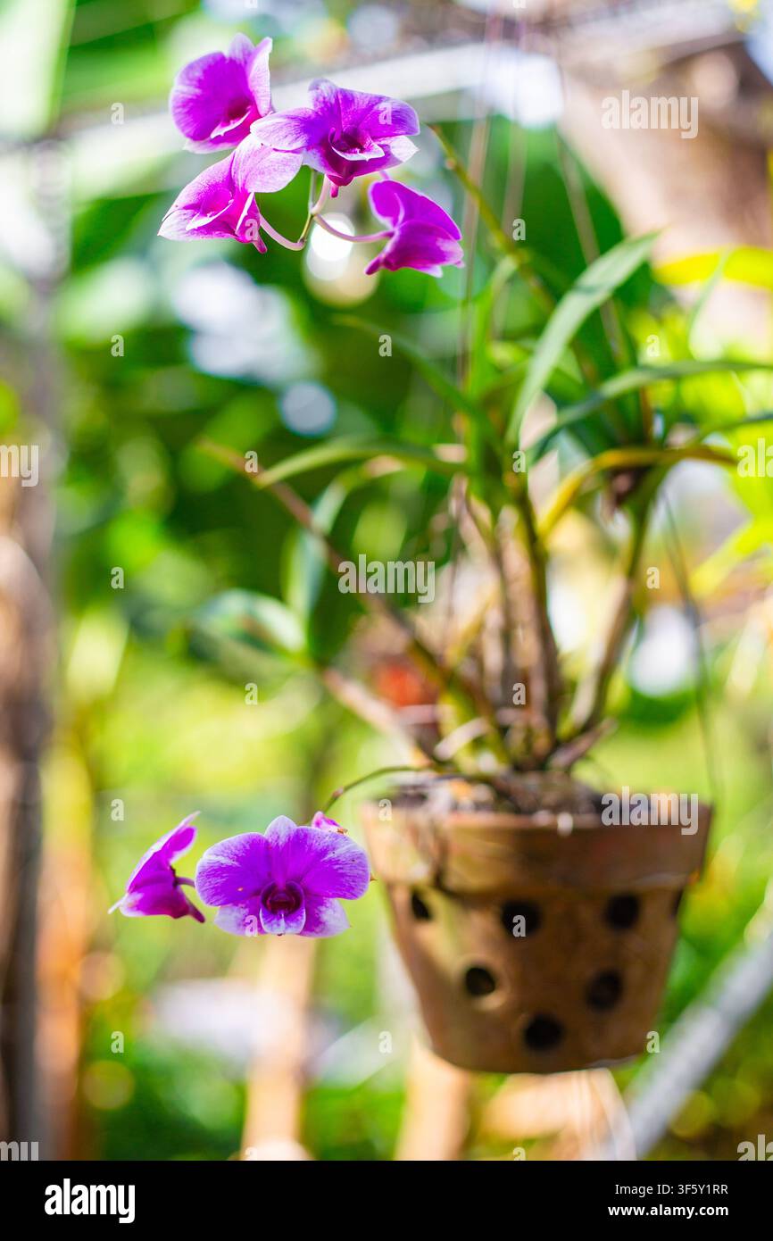 De magnifiques orchidées violettes poussent dans un pot en terre cuite à l'extérieur. Décoration de jardin, fleurs tropicales, passe-temps botanique Banque D'Images