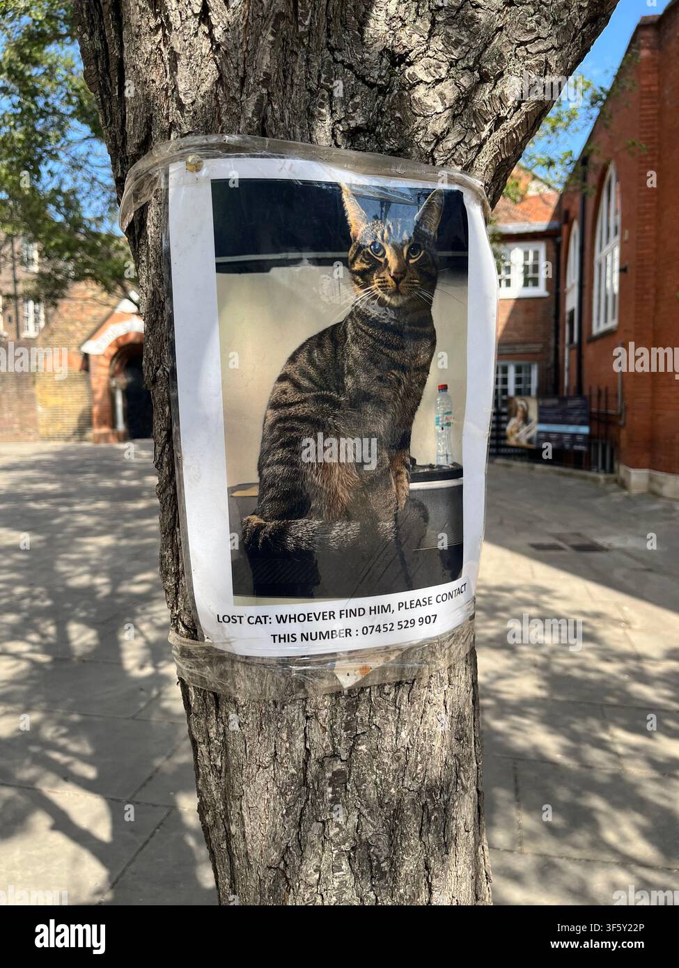 Un panneau d'appel pour une chatte perdue épinglé à un arbre à Marylebone, Londres W1 UK Banque D'Images