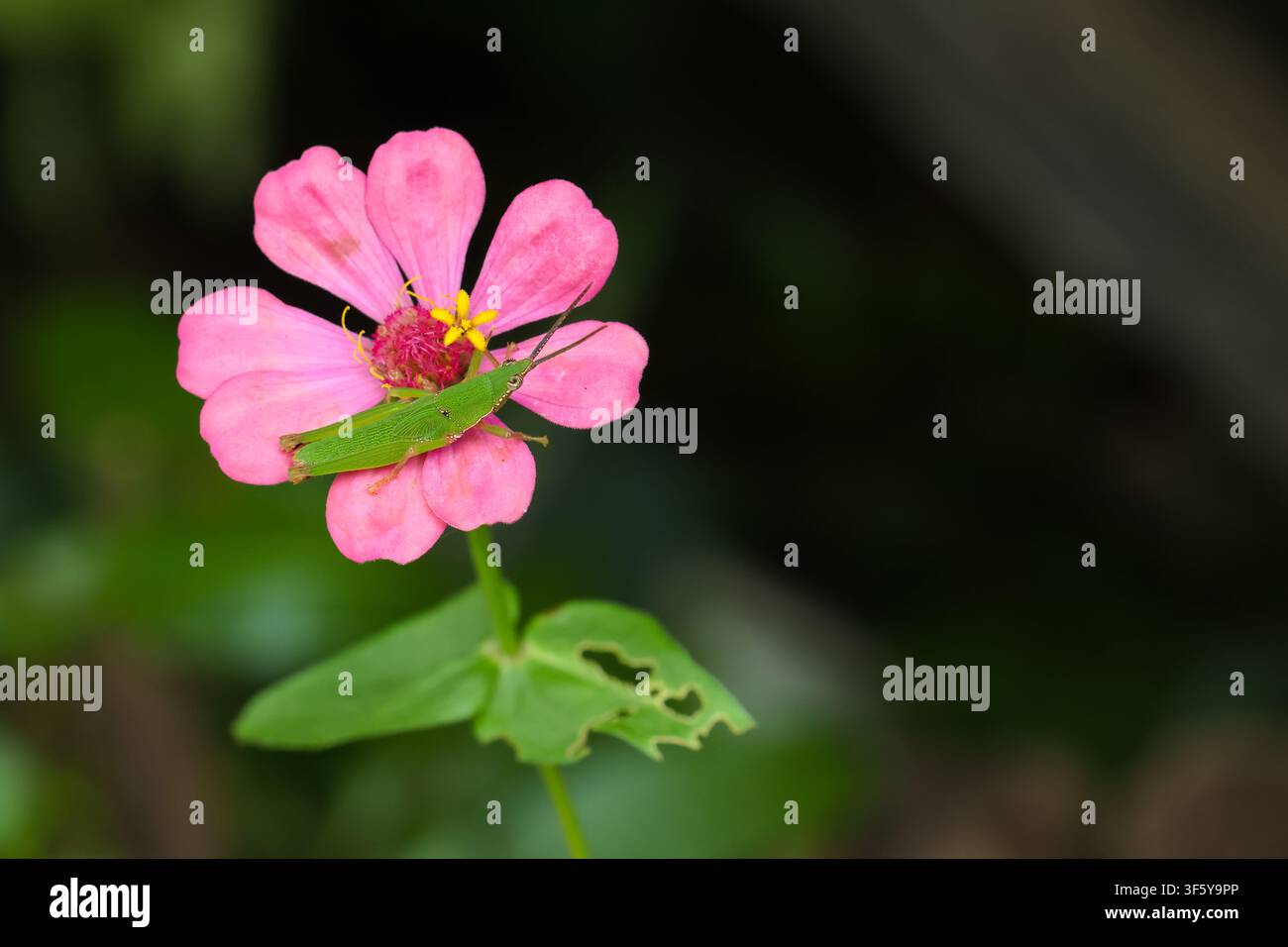 Une sauterelle verte reposant sur une fleur de zinnie rose aux pétales délicats et un insecte feuille vert, une scène naturelle qui dégage une ambiance calme et vibrante de jardin Banque D'Images
