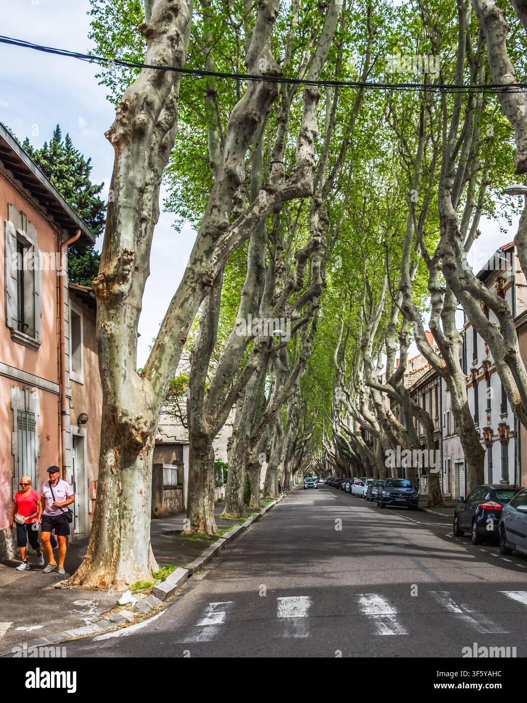Avignon, France, 11 avril 2026, Boulevard Raspail avec sa canopée bordée d'arbres platanes Banque D'Images