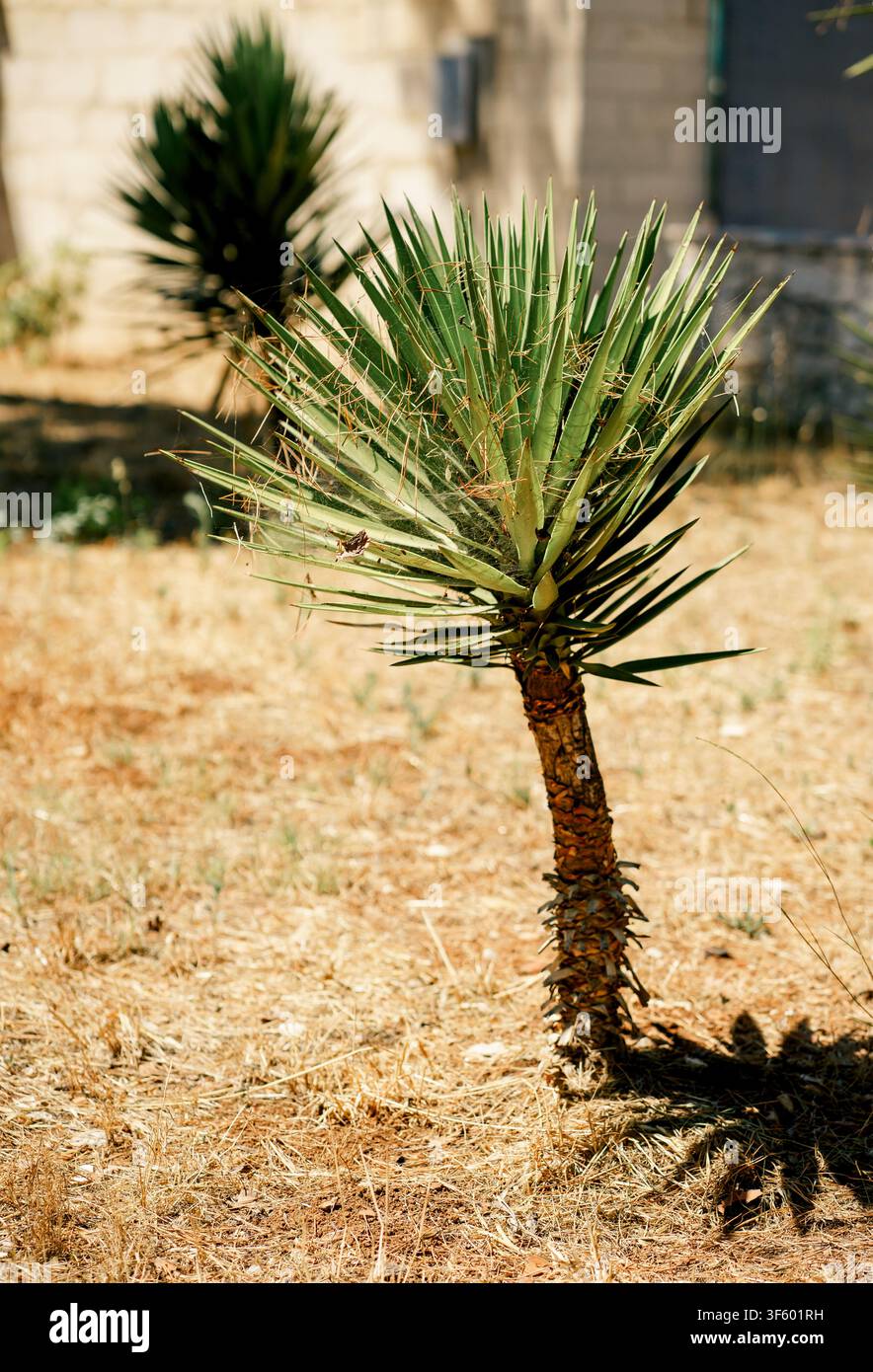 Jeune Yucca gloriosa poussant dans un sol méditerranéen sec. Concept de tolérance à la sécheresse, aménagement paysager, résilience, nature et adaptation au climat. Banque D'Images