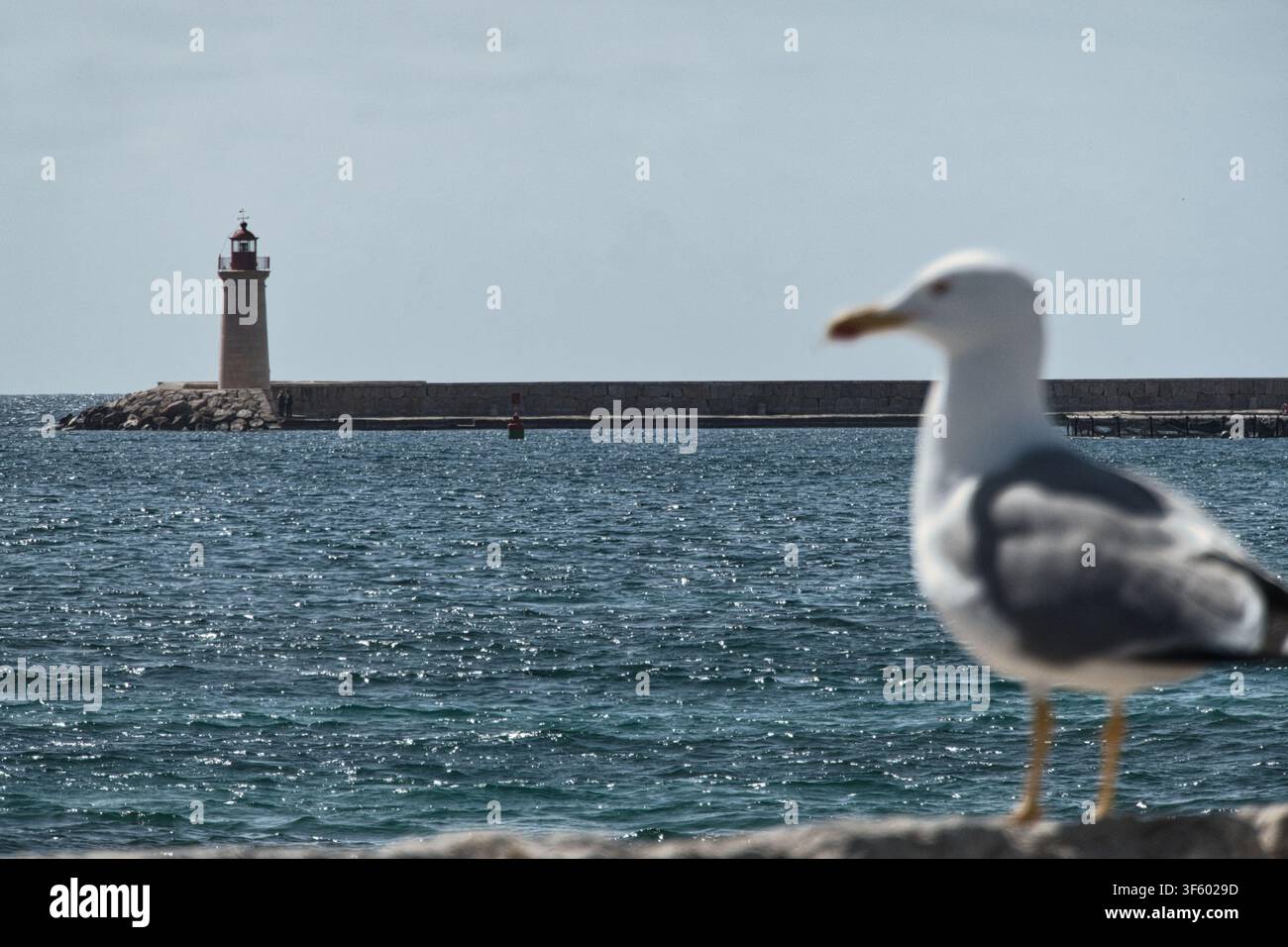 Mouette au premier plan avec le phare de Port d'Andratx et l'entrée du port en arrière-plan Banque D'Images