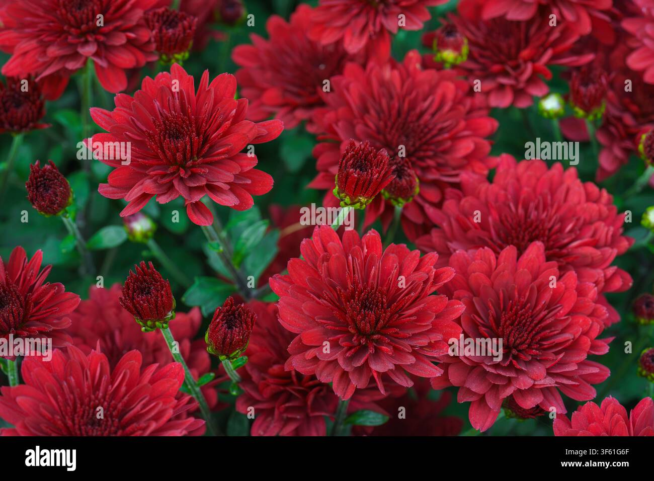 Chrysanthème décoratif double rouge morifolium en floraison dense, fleurs dans le jardin. Fond floral automnal lumineux avec des fleurs fraîches, des boutons et du vert Banque D'Images