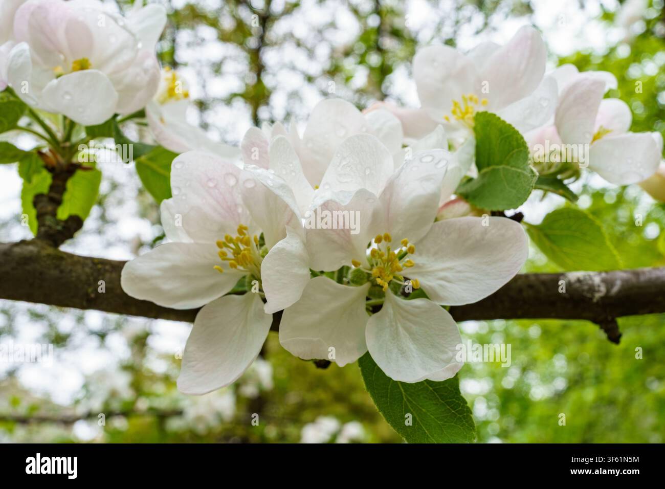 Les branches d'un pommier en fleurs exhibent des fleurs blanches pendant la saison du printemps Banque D'Images