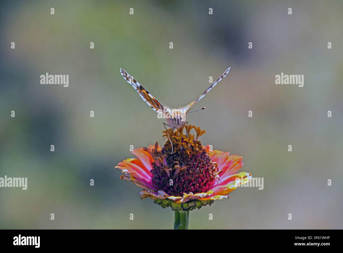 Papillon Vanessa cardui posé sur une fleur de zinnia. Photo : Bo Arrhed Banque D'Images
