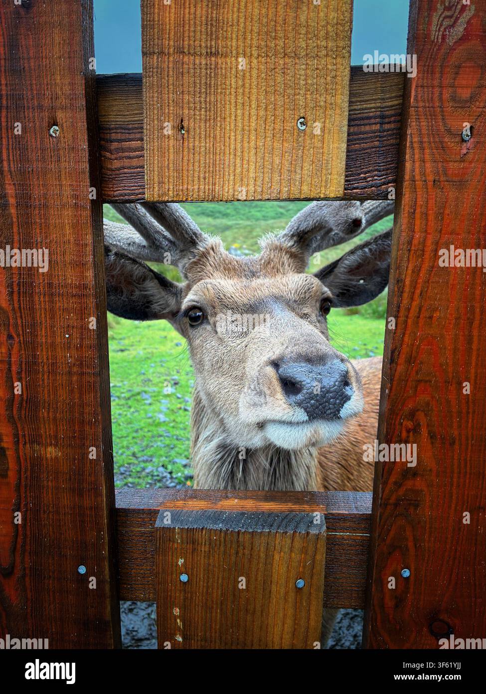 Un cerf rouge au Red Deer Range, une zone d'observation publique sur l'A712 au nord de Newton Stewart, Galloway, Écosse en été 2026 Banque D'Images