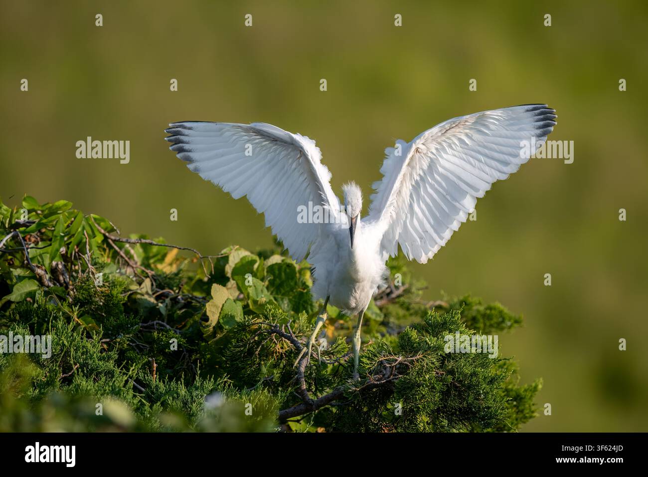 Héron neigeux dans une colonie de nidification, affichant un comportement naturel de reproduction et de parade dans un habitat de marais côtier luxuriant. Banque D'Images