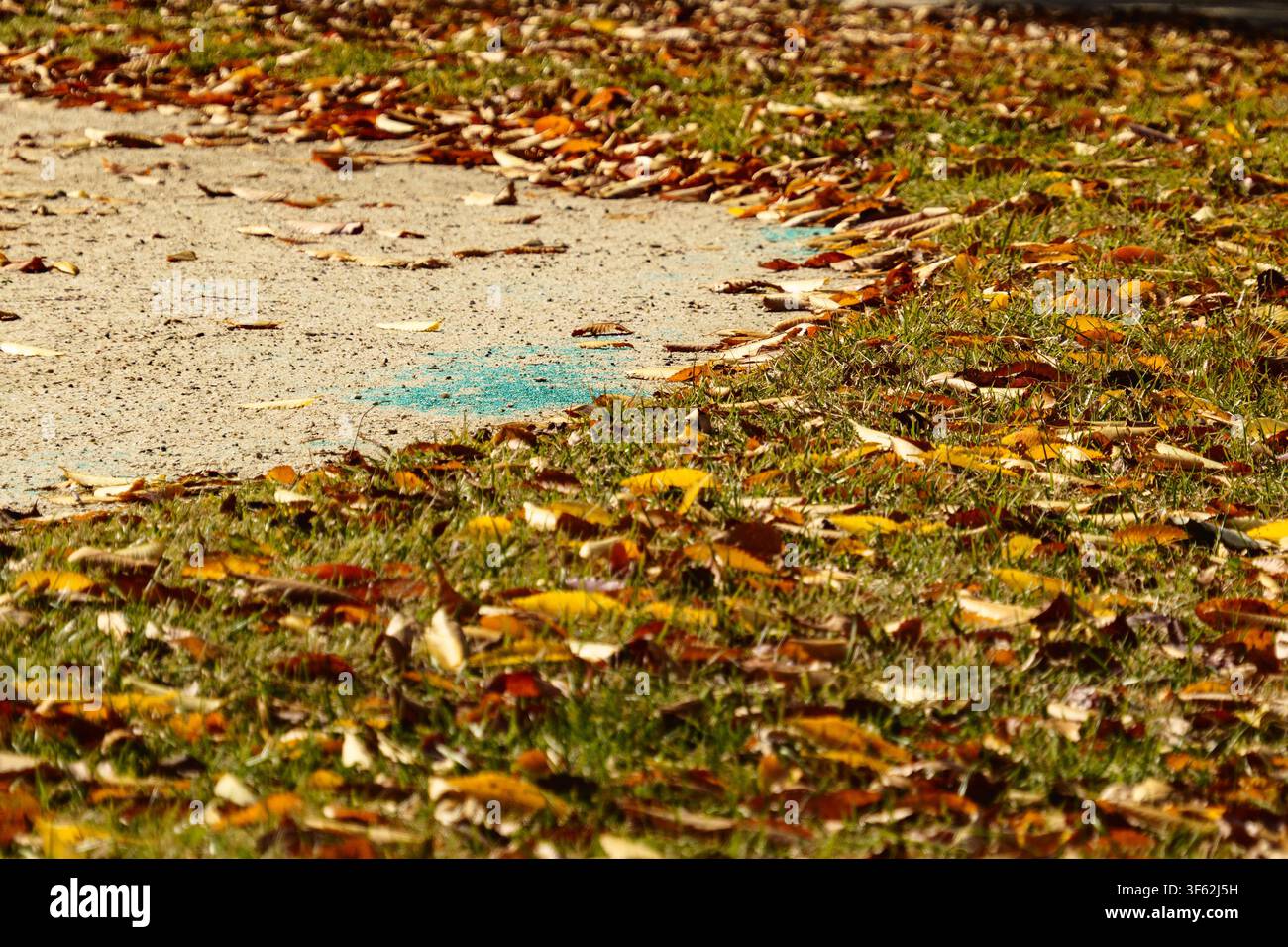 Feuilles d'automne tombées sur la pelouse verte du parc Banque D'Images