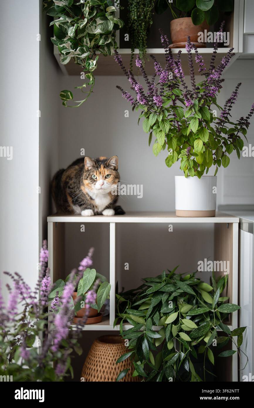 Jardinage intérieur, basilic thaïlandais luxuriant et fleuri en pot. Chat reposant parmi les plantes sur une armoire. Banque D'Images