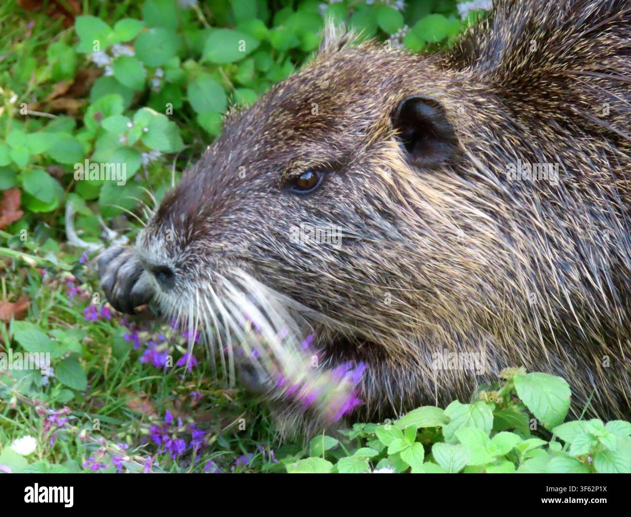 le nutria se délecte Nutria se farcit la bouche de fleurs de budleia *** Le nutria savoure son repas. Le nutria se farcit la bouche de fleurs de budleia. Banque D'Images