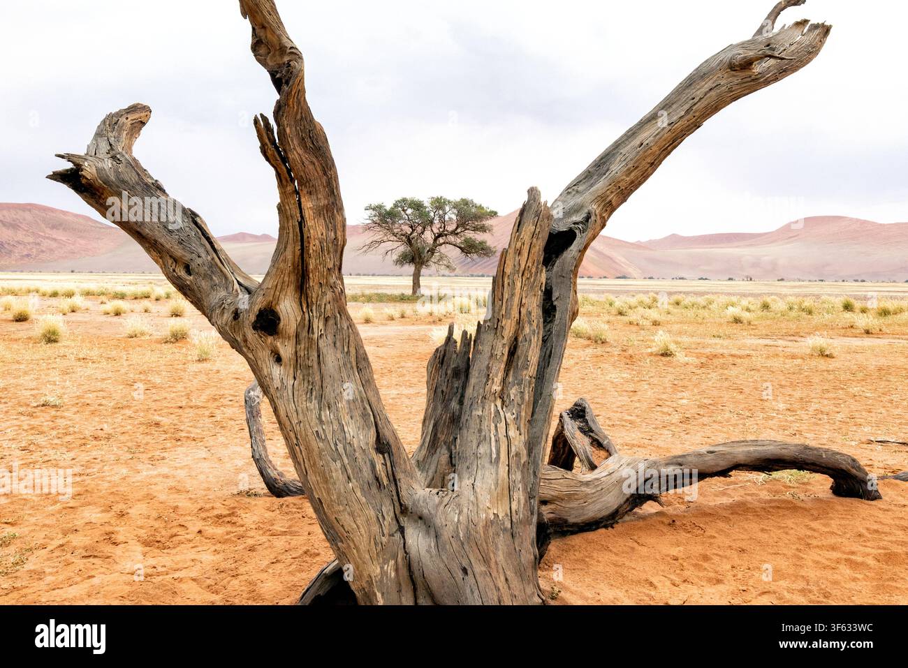 Motifs d'arbres dans le parc national de Namib-Naukluft, Namibie, Afrique Banque D'Images