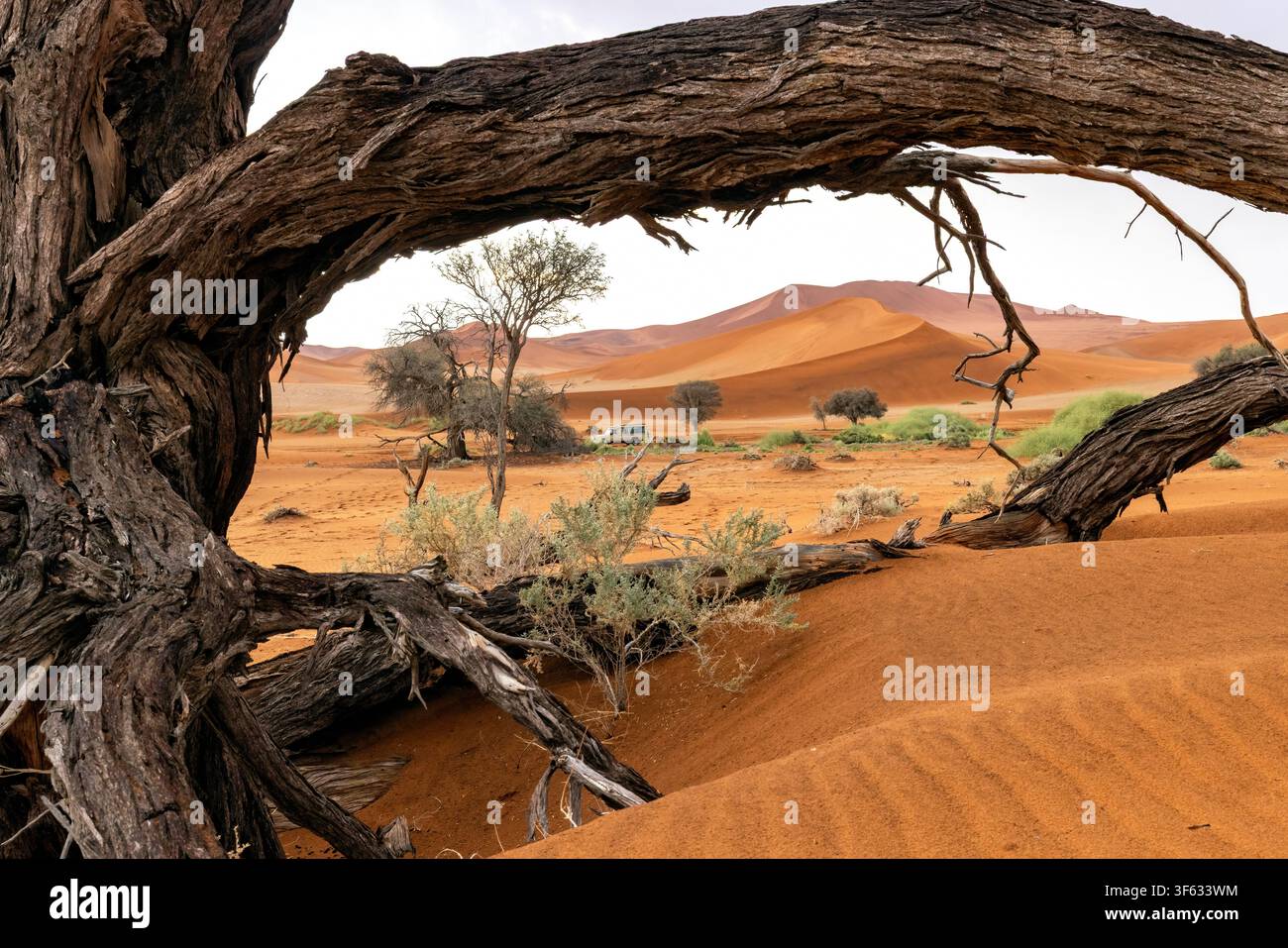 Branches d'arbres encadrant des dunes de sable surnaturelles près de Sossusvlei dans le parc national de Namib-Naukluft, Namibie, Afrique Banque D'Images