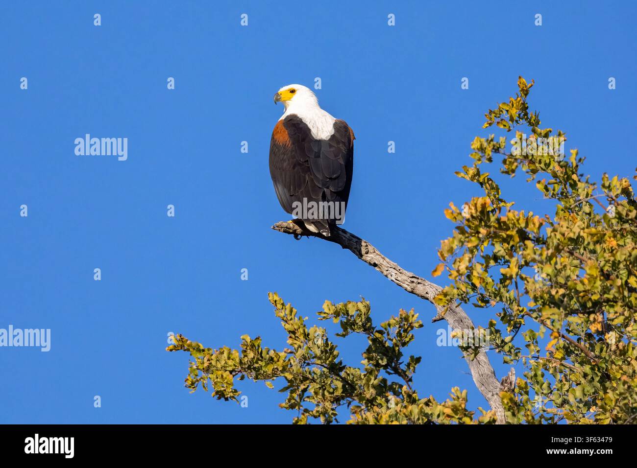 Aigle pêcheur d’Afrique (Icthyophaga vocifer) – Parc national de Bwabwata, région du Zambèze, Namibie, Afrique Banque D'Images