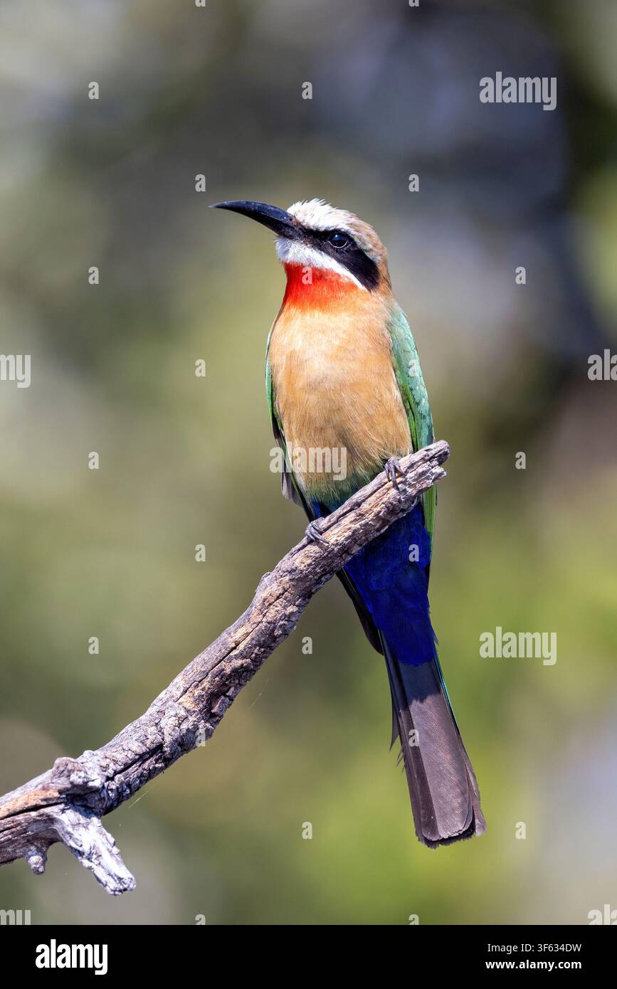 Guêpier à front blanc (Merops bullockoides) - près du lodge de tentes Nambwa, parc national de Bwabwata, zone centrale de Kwando, région du Zambèze, Namibie, Afrique Banque D'Images