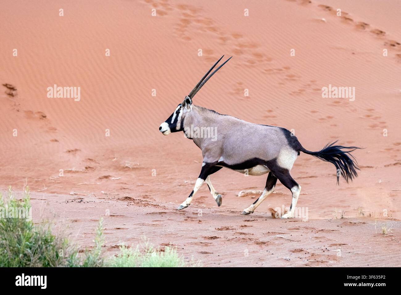 Gemsbok (Oryx gazella) ou oryx sud-africain dans le parc national Namib-Naukluft, Namibie, Afrique Banque D'Images