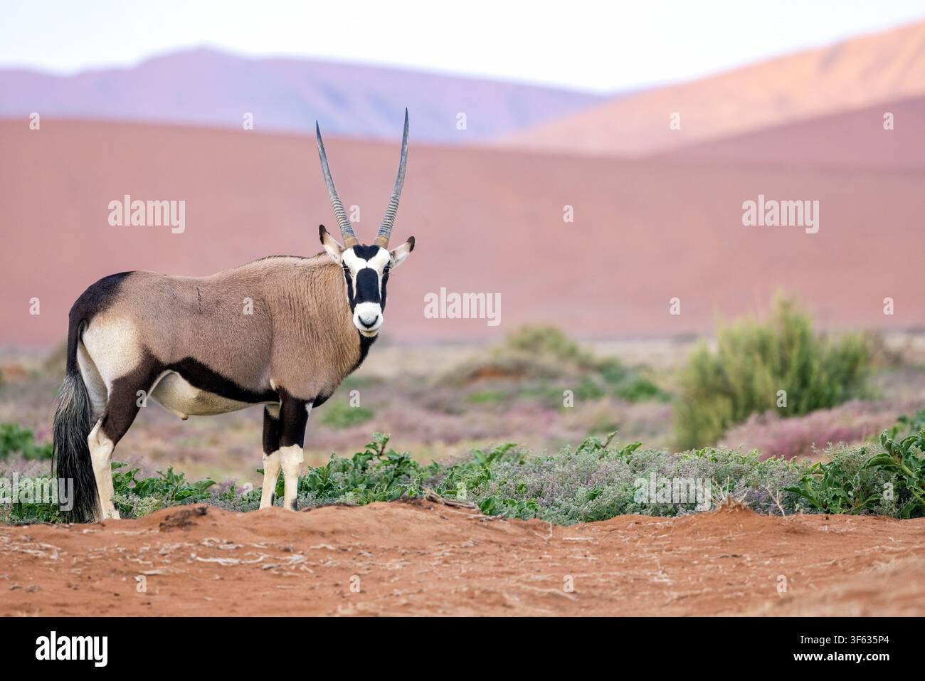 Gemsbok (Oryx gazella) ou oryx sud-africain dans le parc national Namib-Naukluft, Namibie, Afrique Banque D'Images