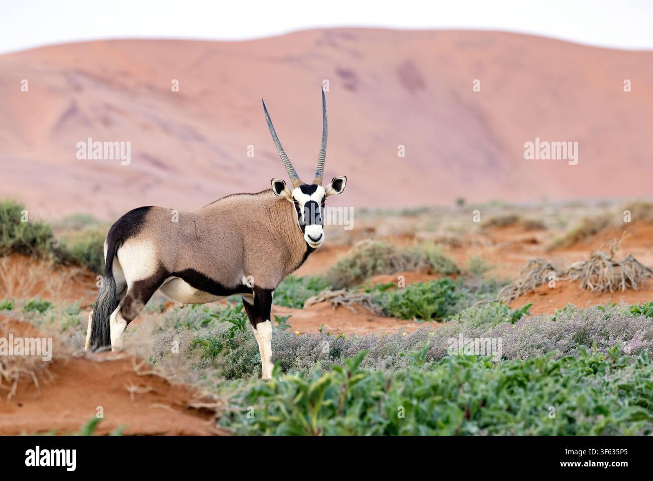 Gemsbok (Oryx gazella) ou oryx sud-africain dans le parc national Namib-Naukluft, Namibie, Afrique Banque D'Images