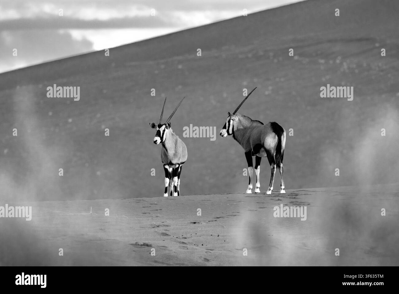 Gemsbok (Oryx gazella) ou Oryx d'Afrique du Sud dans le parc national de Namib-Naukluft, Namibie, Afrique [Filtre N&B] Banque D'Images
