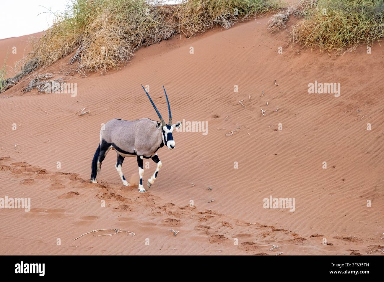 Gemsbok (Oryx gazella) ou oryx sud-africain dans le parc national Namib-Naukluft, Namibie, Afrique Banque D'Images