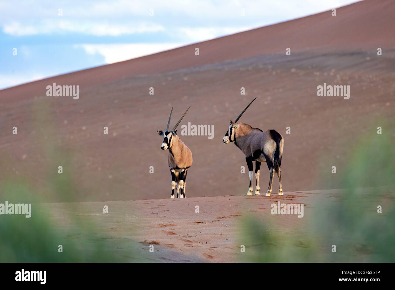 Gemsbok (Oryx gazella) ou oryx sud-africain dans le parc national Namib-Naukluft, Namibie, Afrique Banque D'Images