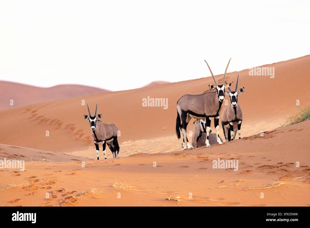 Un groupe de gemsbok (Oryx gazella) ou d'oryx d'Afrique du Sud dans le parc national de Namib-Naukluft, Namibie, Afrique Banque D'Images