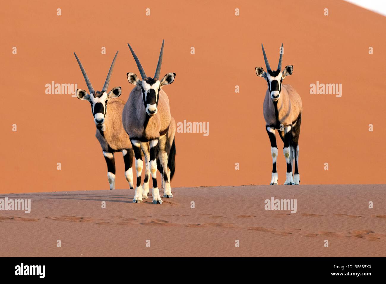 Un groupe de gemsbok (Oryx gazella) ou d'oryx d'Afrique du Sud dans le parc national de Namib-Naukluft, Namibie, Afrique Banque D'Images