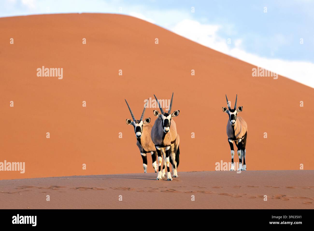 Un groupe de gemsbok (Oryx gazella) ou d'oryx d'Afrique du Sud dans le parc national de Namib-Naukluft, Namibie, Afrique Banque D'Images